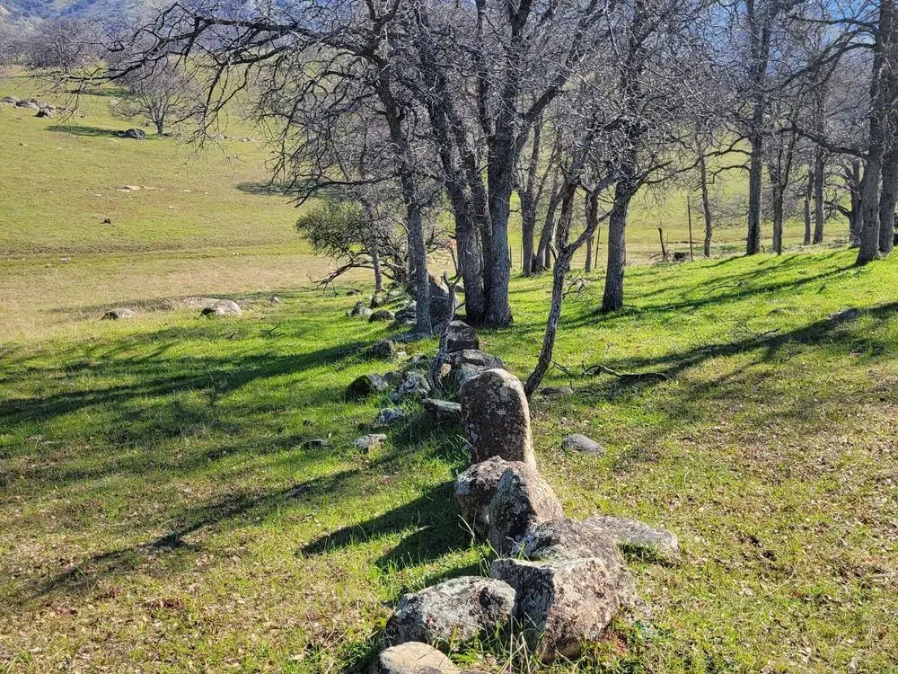 Oak woodland pasture with an old rock wall running across green grass